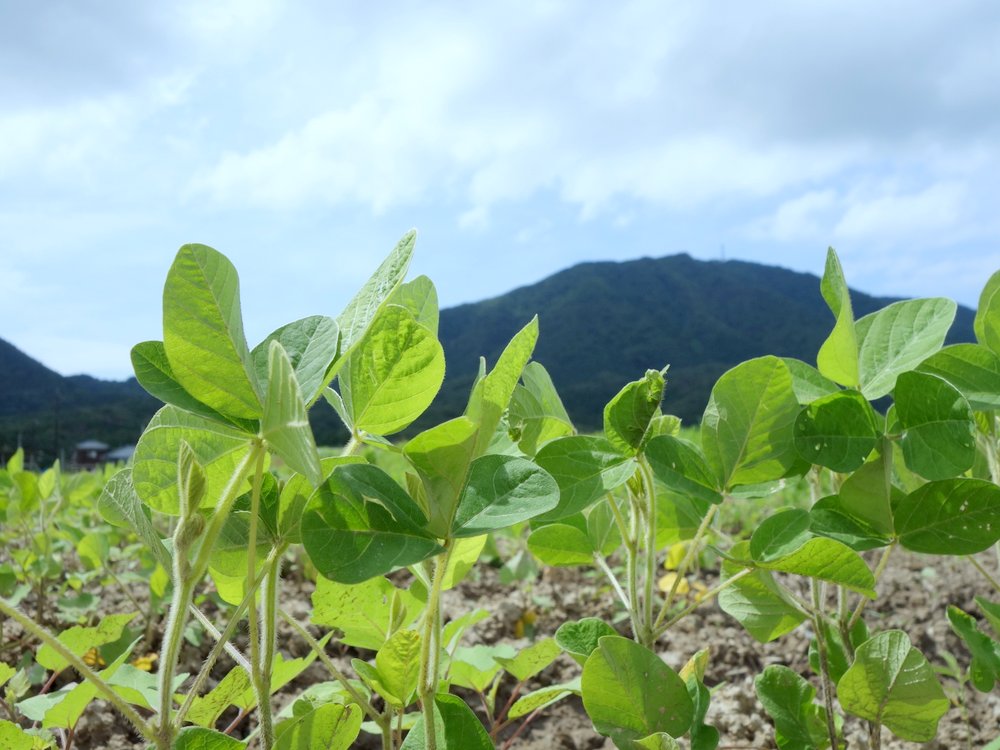 弥彦山の麓で育つ味噌用の大豆